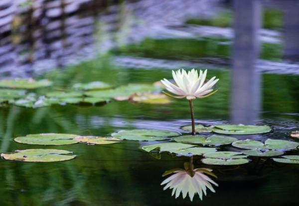 BIH Collection - Taba Photography Greeting Card- Water Lilies