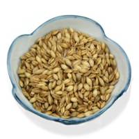 Goldmine Organic Golden Waxy Barley 25 lb